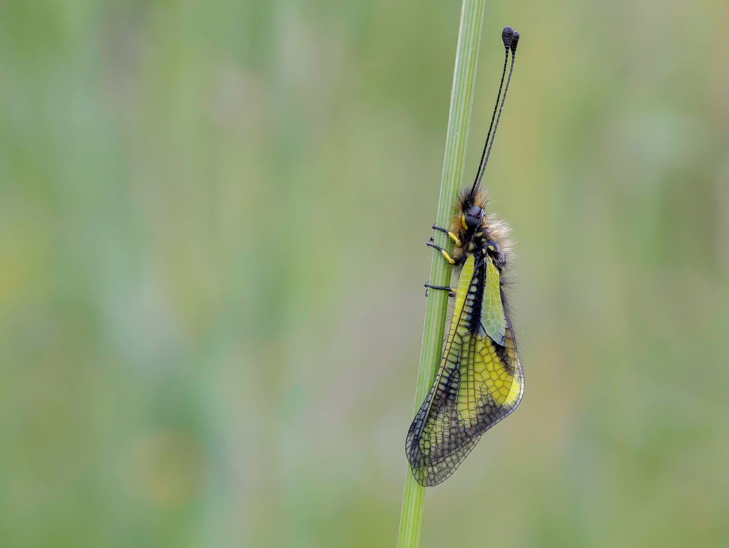 Ascalaphidae - Libelloides coccajus